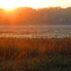 Dean Plantation Photo - Lake Shore