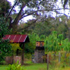 Dean Plantation Photo - Tree