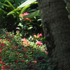 Private Residence Photo - Path